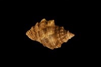 藏品(蚵岩螺)的圖片